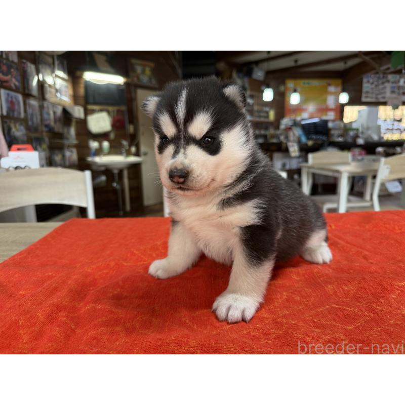 販売中の長野県のシベリアンハスキー-450991の5枚目