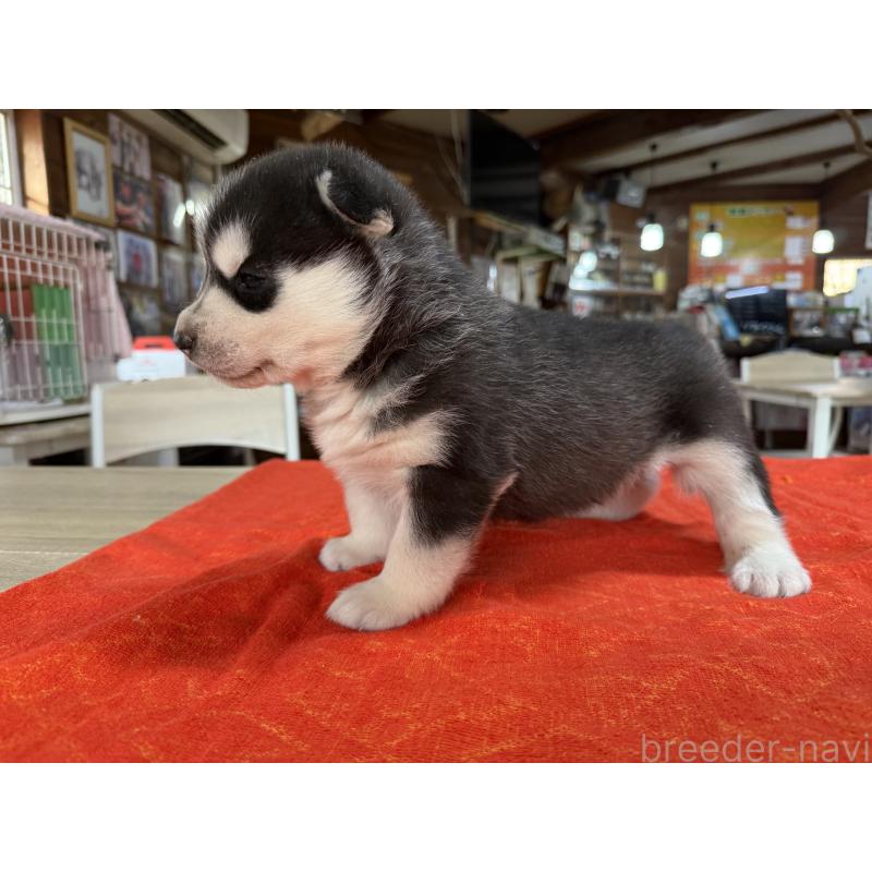 販売中の長野県のシベリアンハスキー-450991の4枚目