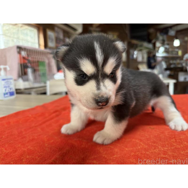 販売中の長野県のシベリアンハスキー-450991の3枚目