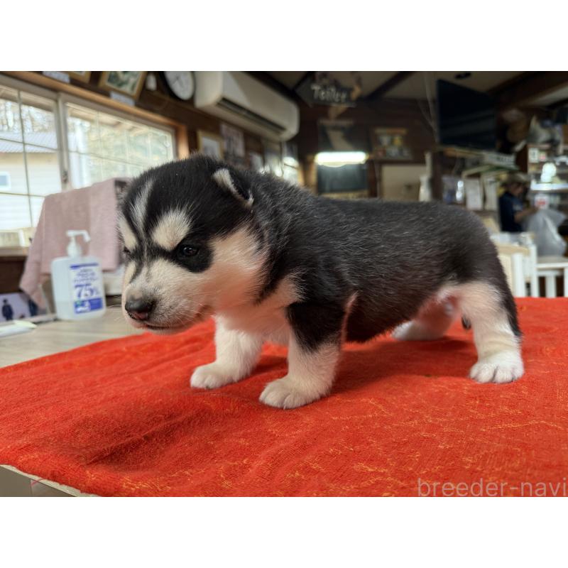 販売中の長野県のシベリアンハスキー-450991の2枚目