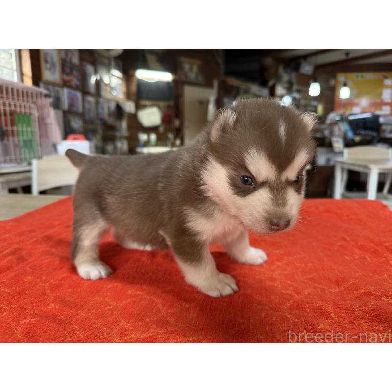 販売中の長野県のシベリアンハスキー-450993の7枚目