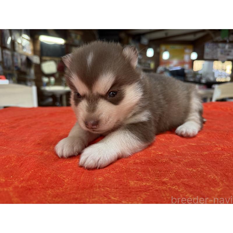 販売中の長野県のシベリアンハスキー-450993の6枚目