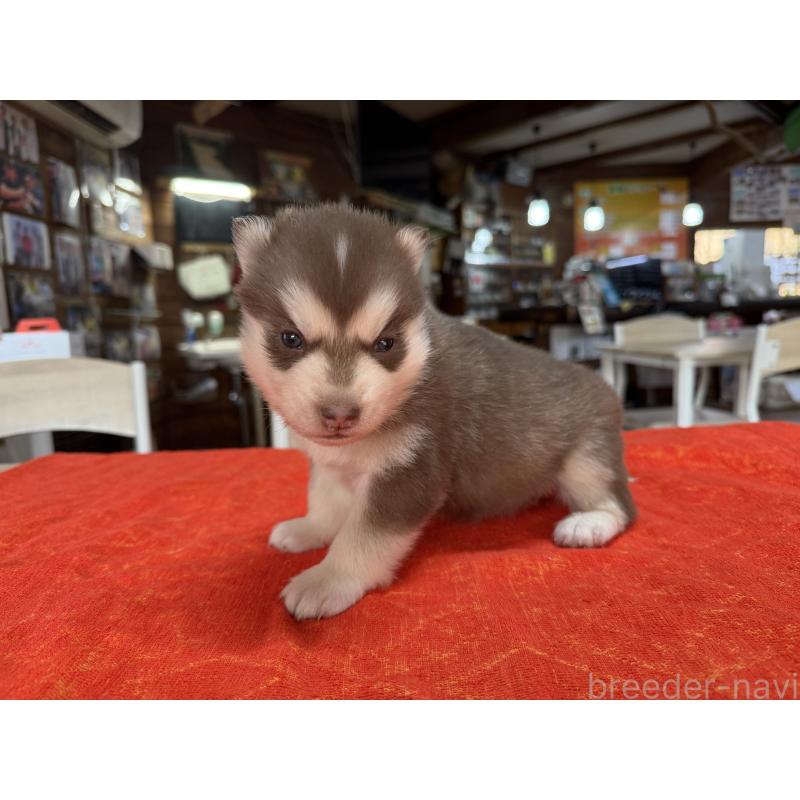 販売中の長野県のシベリアンハスキー-450993の5枚目