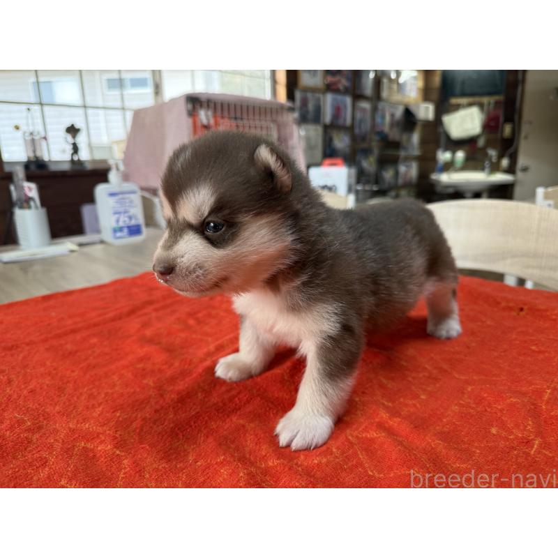 販売中の長野県のシベリアンハスキー-450993の4枚目