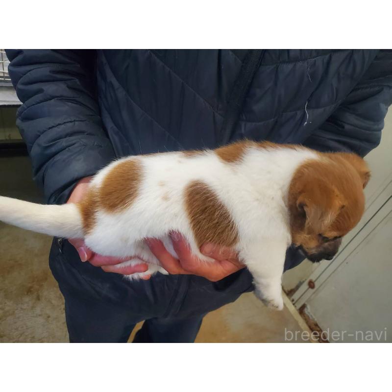 販売中の栃木県のジャックラッセルテリア-450992の4枚目