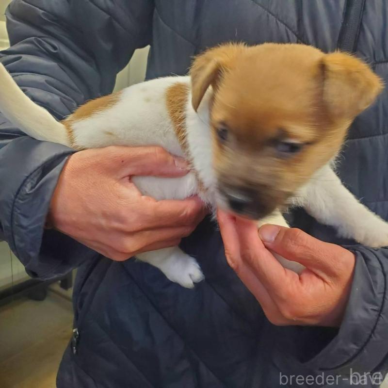 販売中の栃木県のジャックラッセルテリア-450992の2枚目