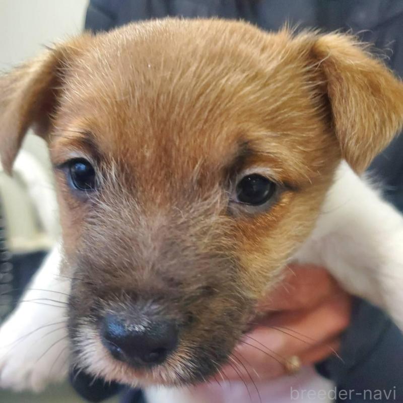 販売中の栃木県のジャックラッセルテリア-450992の1枚目