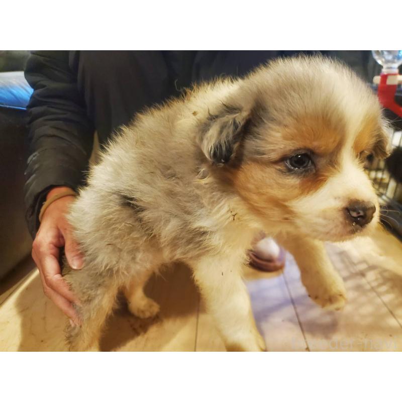 販売中の栃木県のボーダーコリー-450994の3枚目