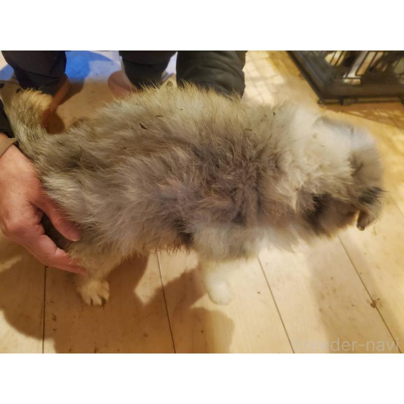 販売中の栃木県のボーダーコリー-450994の2枚目