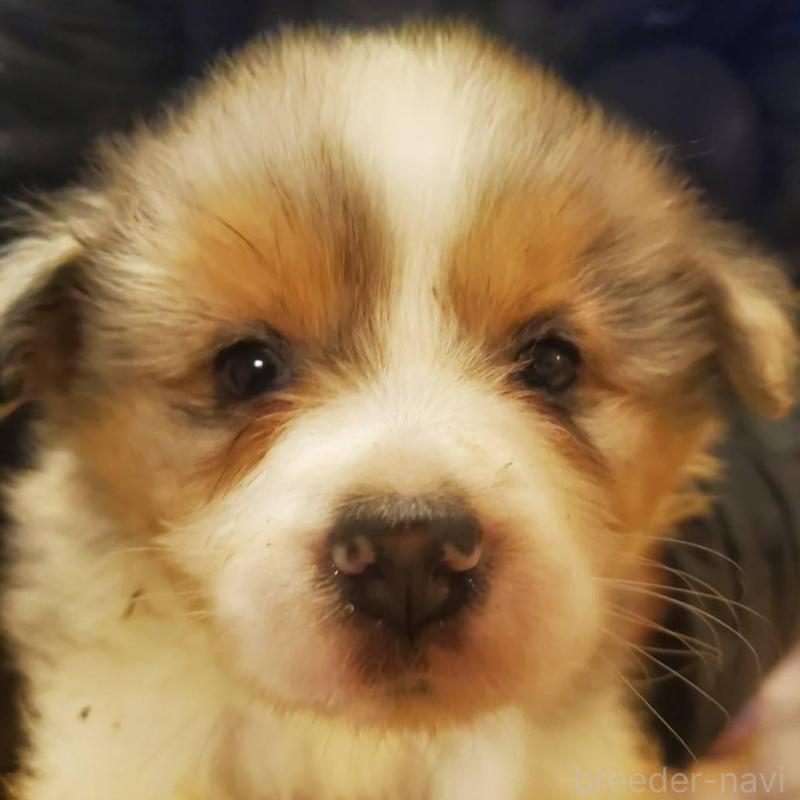 販売中の栃木県のボーダーコリー-450994