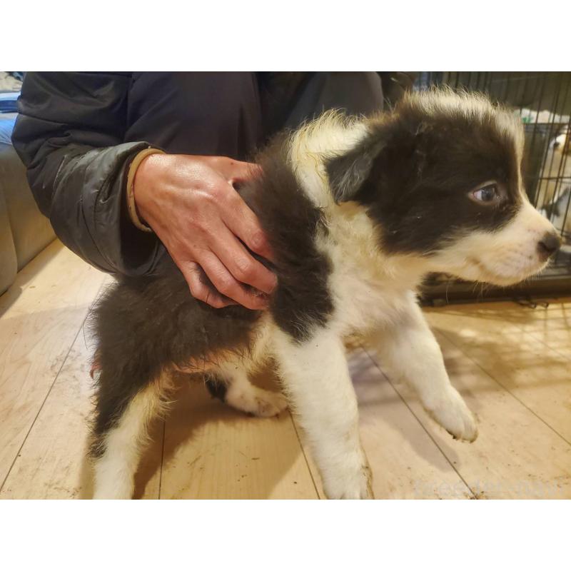 販売中の栃木県のボーダーコリー-450995の4枚目