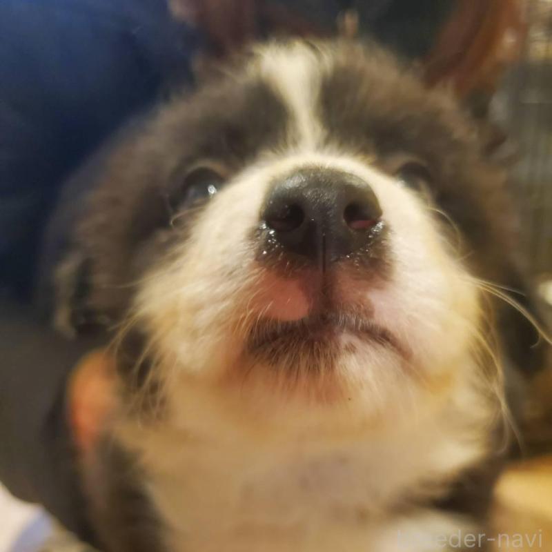 販売中の栃木県のボーダーコリー-450995の3枚目