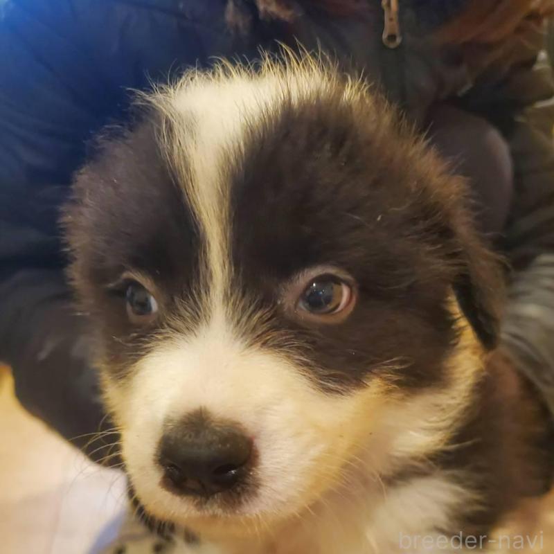 販売中の栃木県のボーダーコリー-450995