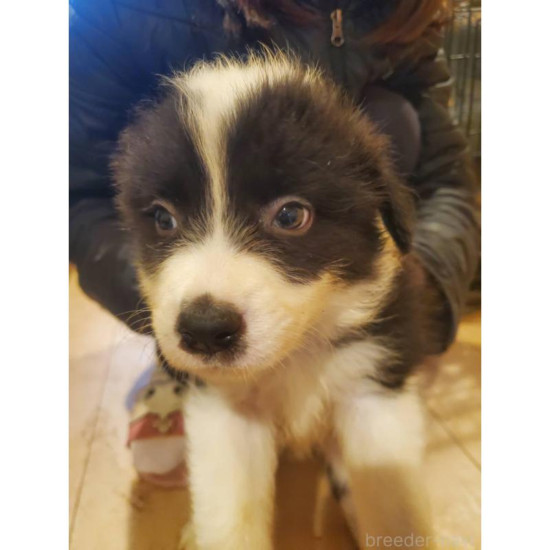 販売中の栃木県のボーダーコリー-450995の2枚目