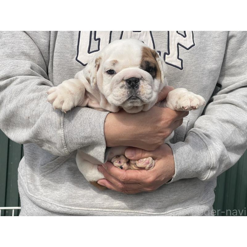 販売中の岐阜県のブルドッグ-450996