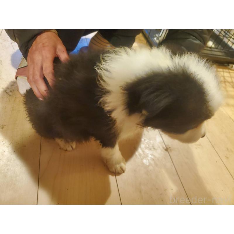 販売中の栃木県のボーダーコリー-450997の4枚目