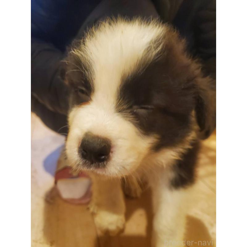 販売中の栃木県のボーダーコリー-450997の3枚目