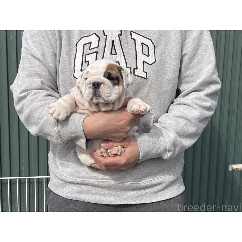 販売中の岐阜県のブルドッグ-450996の5枚目