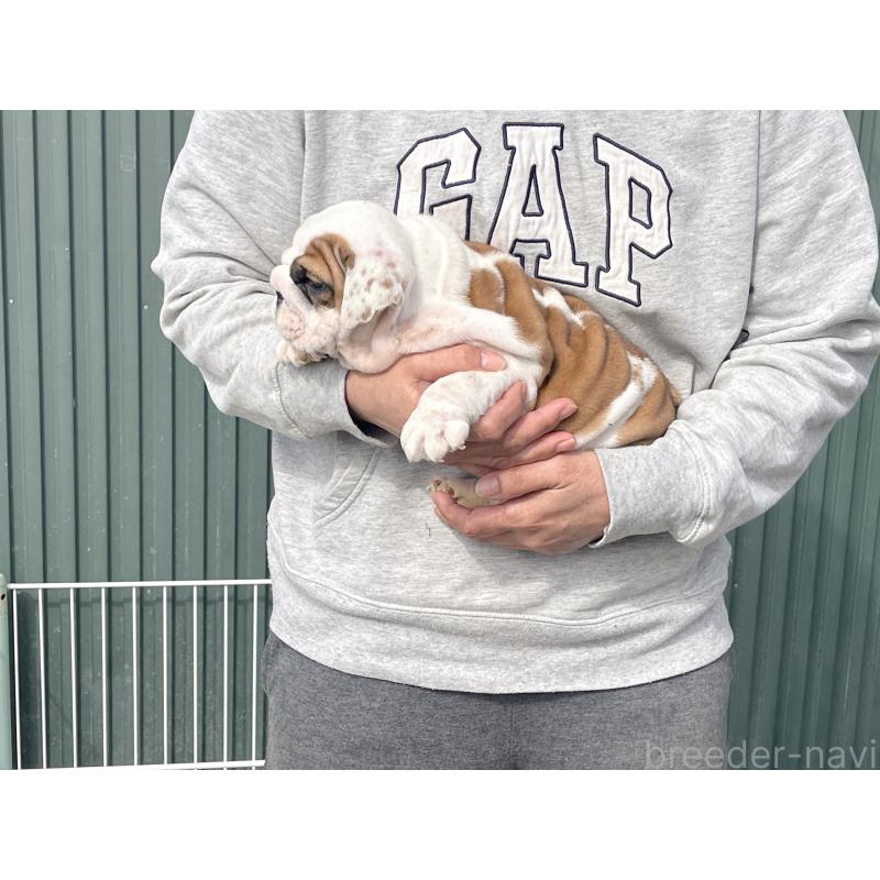 販売中の岐阜県のブルドッグ-450996の4枚目