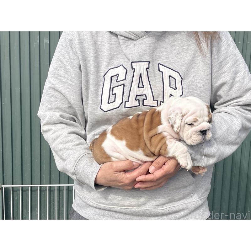 販売中の岐阜県のブルドッグ-450996の3枚目