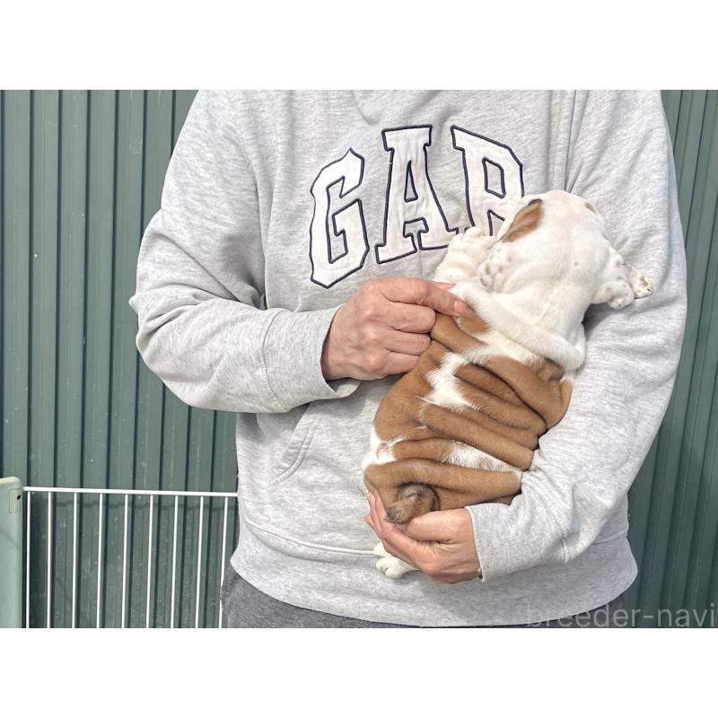 販売中の岐阜県のブルドッグ-450996の2枚目