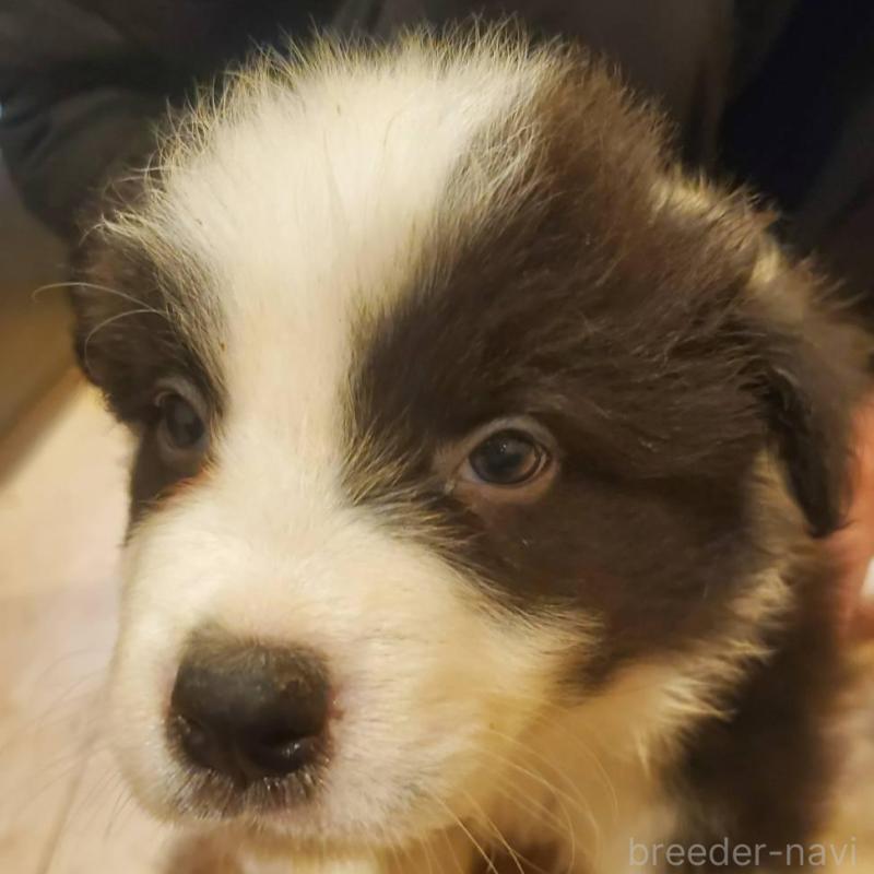 販売中の栃木県のボーダーコリー-450997