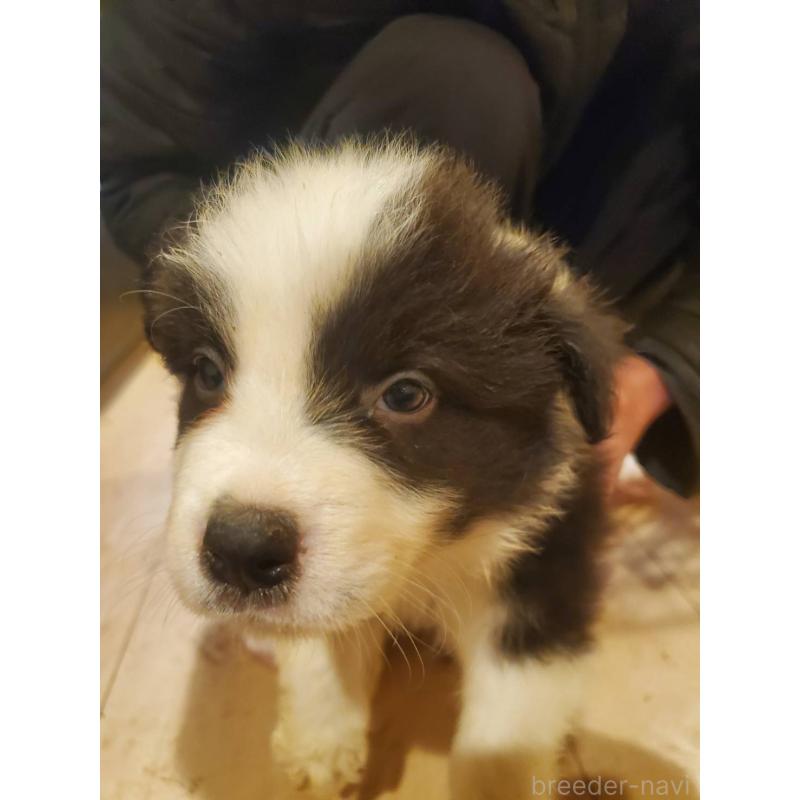 販売中の栃木県のボーダーコリー-450997の2枚目