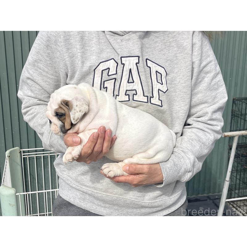 販売中の岐阜県のブルドッグ-450998の5枚目