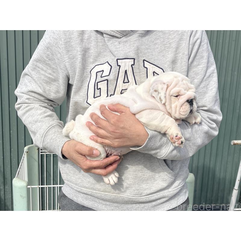 販売中の岐阜県のブルドッグ-450998の4枚目