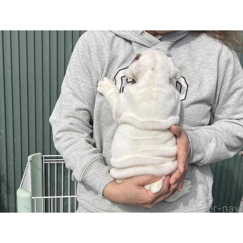 販売中の岐阜県のブルドッグ-450998の3枚目