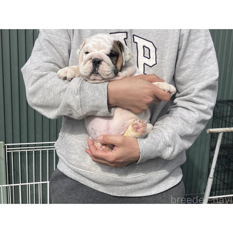 販売中の岐阜県のブルドッグ-450998の2枚目