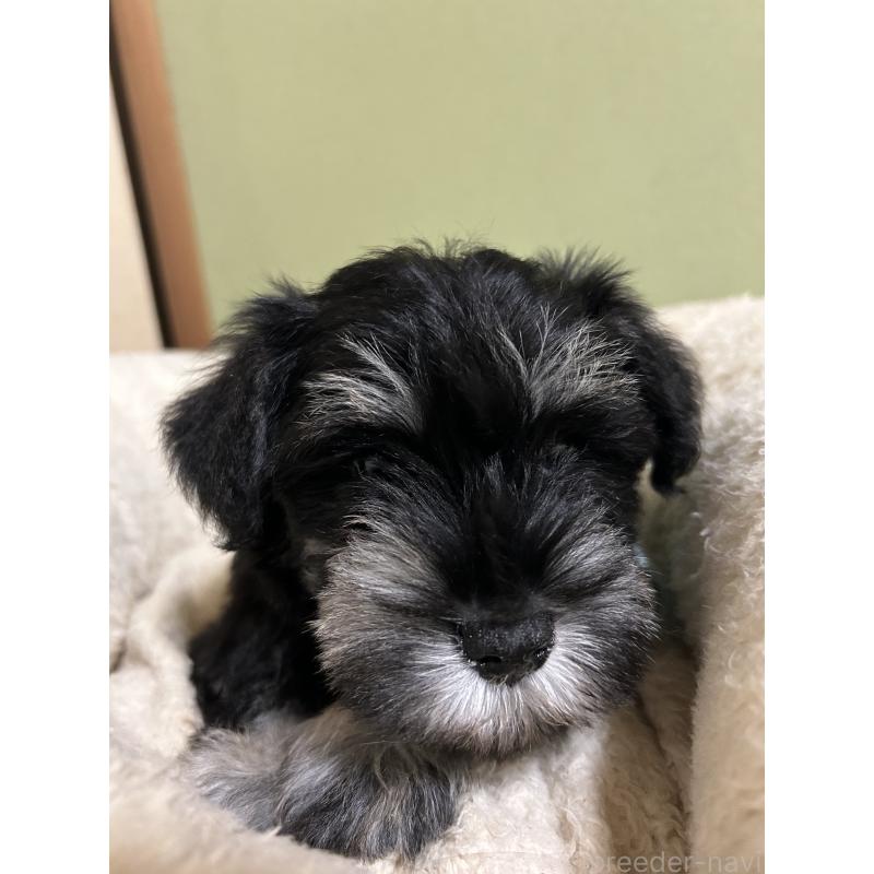 販売中の香川県のミニチュアシュナウザー-451000の5枚目