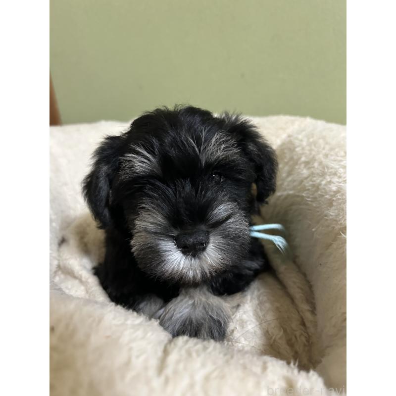 販売中の香川県のミニチュアシュナウザー-451000の4枚目