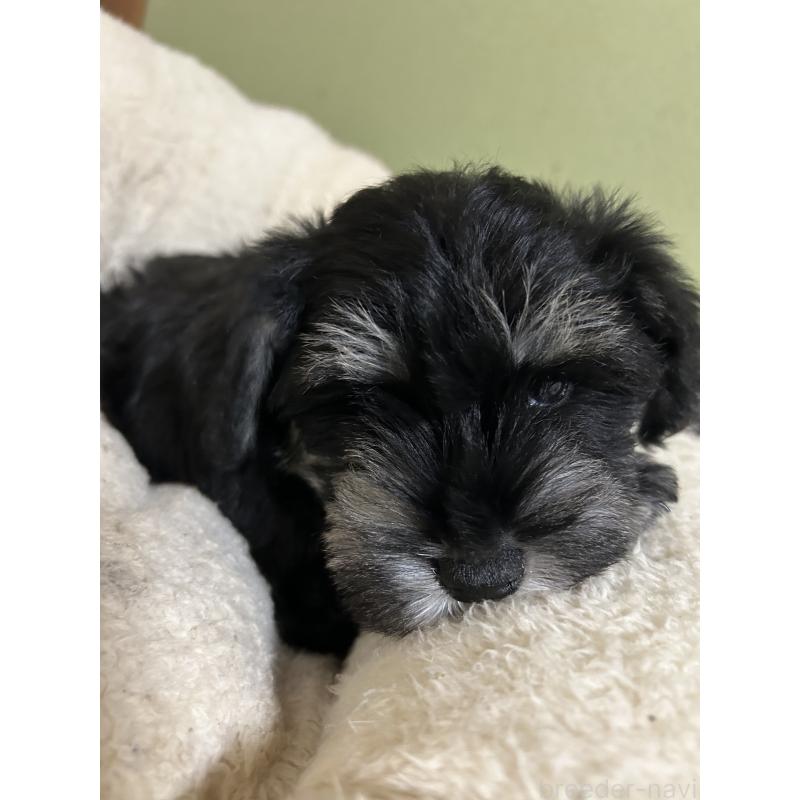 販売中の香川県のミニチュアシュナウザー-451000の3枚目