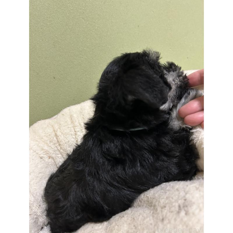 販売中の香川県のミニチュアシュナウザー-451000の2枚目