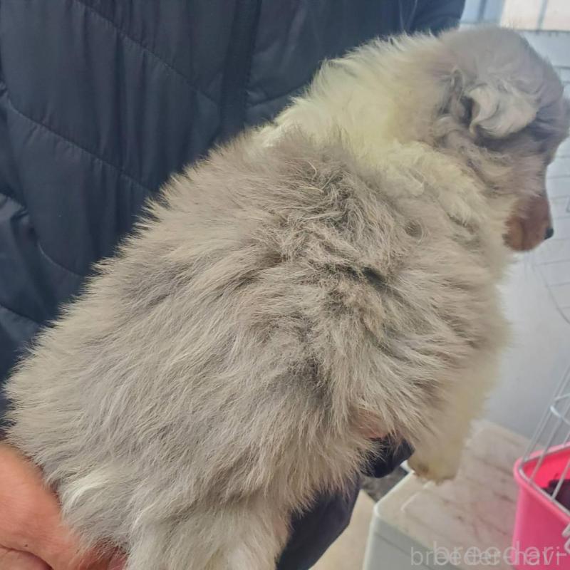 販売中の栃木県のシェットランドシープドッグ(シェルティ)-451001の4枚目