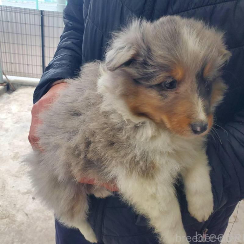 販売中の栃木県のシェットランドシープドッグ(シェルティ)-451001の3枚目