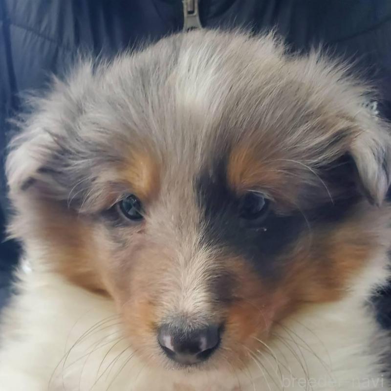 販売中の栃木県のシェットランドシープドッグ(シェルティ)-451001の1枚目