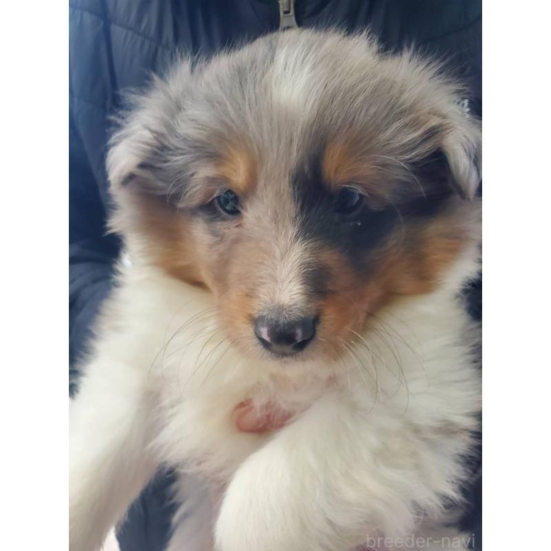 販売中の栃木県のシェットランドシープドッグ(シェルティ)-451001の2枚目