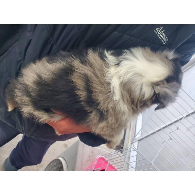 販売中の栃木県のシェットランドシープドッグ(シェルティ)-451002の4枚目