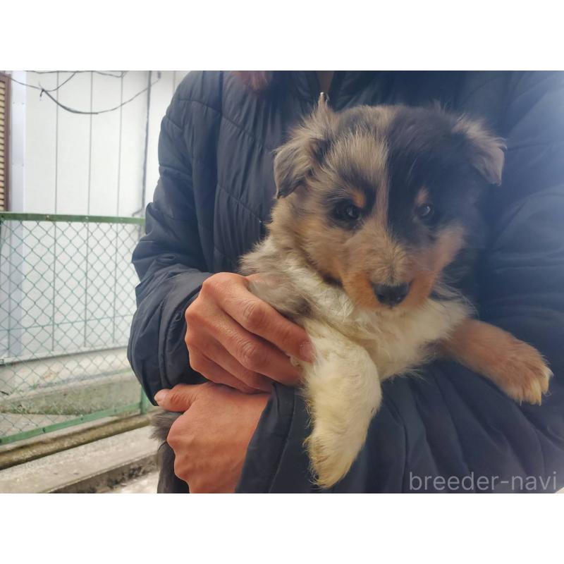 販売中の栃木県のシェットランドシープドッグ(シェルティ)-451002の3枚目