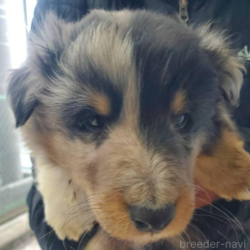 販売中の栃木県のシェットランドシープドッグ(シェルティ)-451002