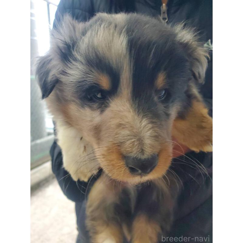 販売中の栃木県のシェットランドシープドッグ(シェルティ)-451002の2枚目