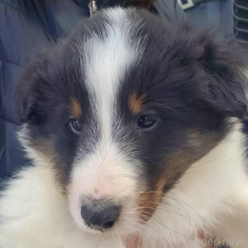 販売中の栃木県のシェットランドシープドッグ(シェルティ)-451003