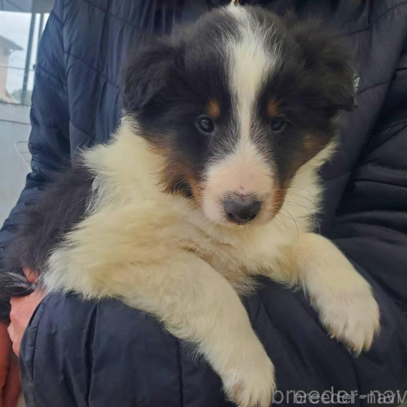 販売中の栃木県のシェットランドシープドッグ(シェルティ)-451003の3枚目