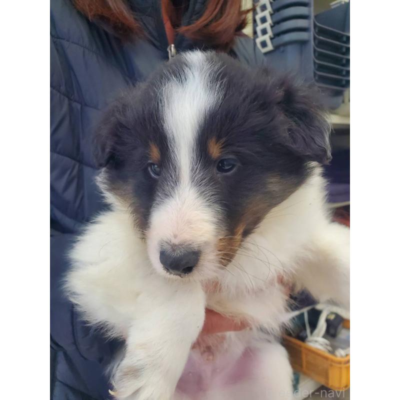 販売中の栃木県のシェットランドシープドッグ(シェルティ)-451003の2枚目