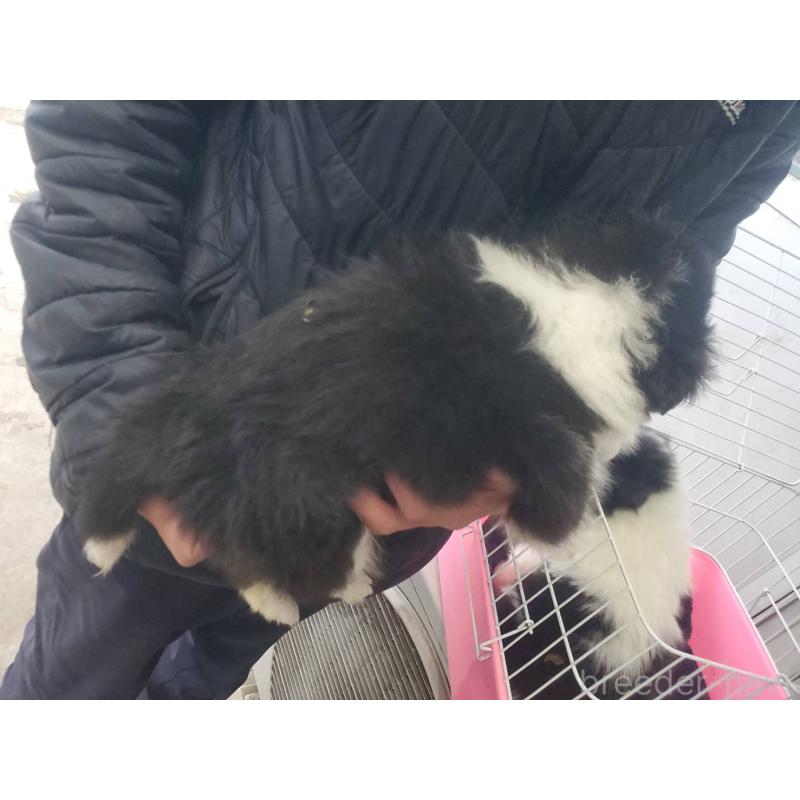 販売中の栃木県のシェットランドシープドッグ(シェルティ)-451004の4枚目