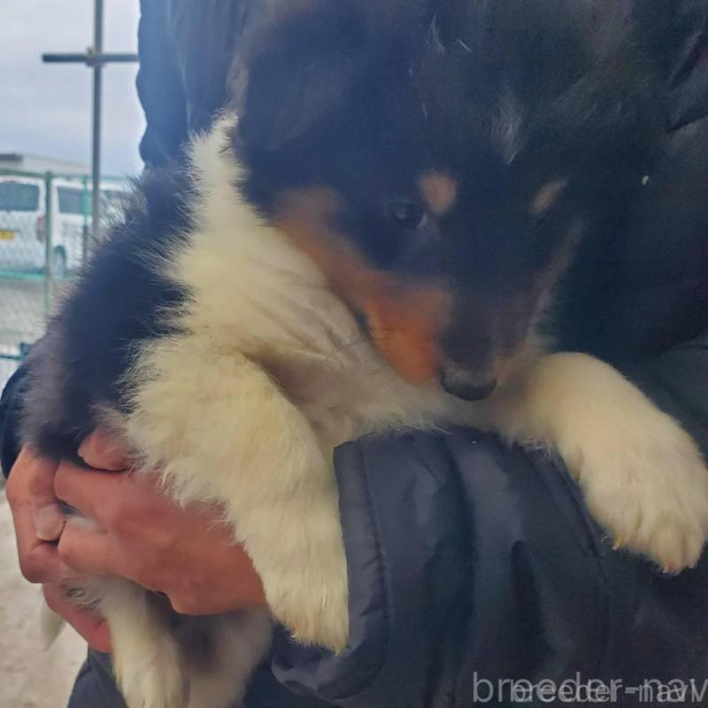 販売中の栃木県のシェットランドシープドッグ(シェルティ)-451004の3枚目