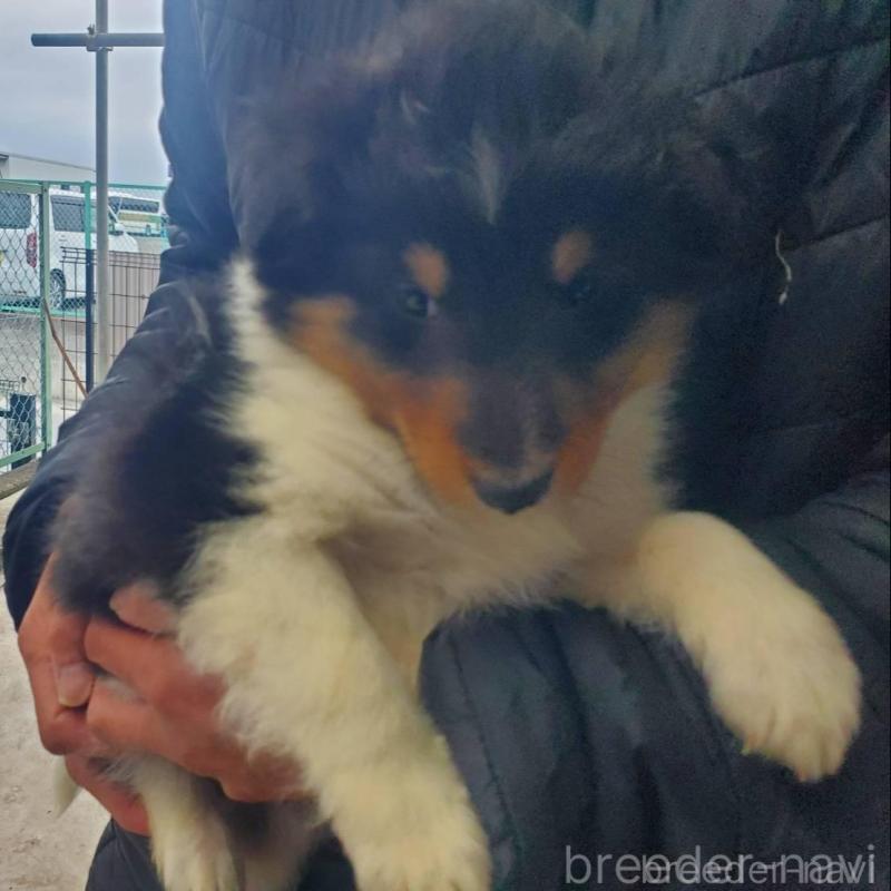 販売中の栃木県のシェットランドシープドッグ(シェルティ)-451004