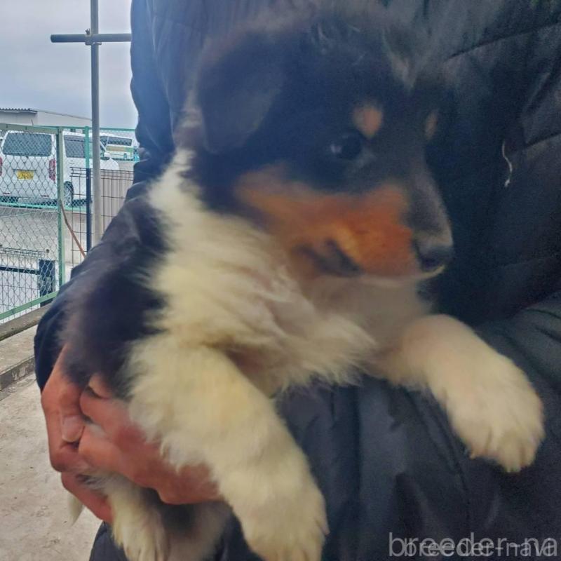 販売中の栃木県のシェットランドシープドッグ(シェルティ)-451004の2枚目